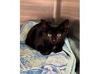 Puzzle Domestic Shorthair Kitten Female