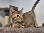 Kami Domestic Shorthair Kitten Female