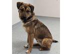 Jackson German Shepherd Dog Adult Male