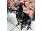 LIL GINA DAVIS Chihuahua Adult Female