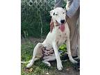 Bella O Dalmatian Young Female