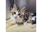 Elaine Domestic Mediumhair Kitten Female