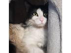 Pinto Domestic Mediumhair Adult Male
