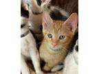 KITTEN ANGELIC ALAN Domestic Mediumhair Kitten Male