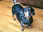 Scooby Dachshund Adult Male