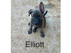 Elliott Mixed Breed (Medium) Puppy Male