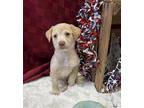 Reese Retriever (Unknown Type) Puppy Female