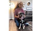 Agnes the Adoring German Shepherd Dog Adult Female