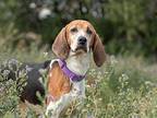 Presley Treeing Walker Coonhound Adult Female