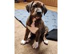 Toad $475 Labrador Retriever Puppy Male