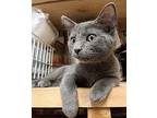 Casper Domestic Shorthair Kitten Male