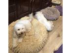 Bailey Maltese Adult Female