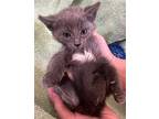 Snazzle Fraz Domestic Shorthair Kitten Female