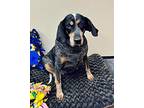 Bonnie Bluetick Coonhound Senior Female