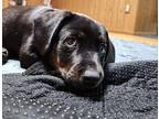 Beast $475 Labrador Retriever Puppy Male