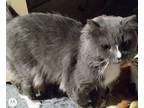 Ashes Ragdoll Young Male