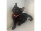 Scooby Domestic Shorthair Kitten Male