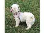 BEAUTIFUL BELLA Bichon Frise Adult Female