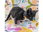 Contessa Domestic Shorthair Kitten Female