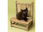 Anchovie Domestic Shorthair Kitten Male