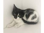 Rasha Domestic Shorthair Kitten Female