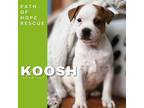 Koosh Mixed Breed (Medium) Puppy Male