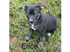 Erica Mixed Breed (Medium) Puppy Female