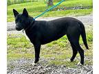 PANDA GIRL-FOSTER NEEDED! Husky Adult Female