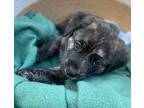 Juggernaut $475 Labrador Retriever Puppy Male