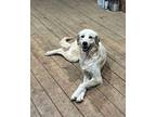 Lottie Maremma Sheepdog Young Female