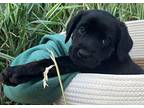Logan $475 (Application Pending) Labrador Retriever Puppy Male