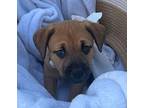 Kitty Pryde $475 Labrador Retriever Puppy Female