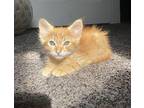 Melon Baller Domestic Mediumhair Kitten Male
