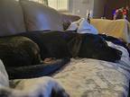 Leeloo Rottweiler Young Female