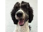 Snoopy Poodle (Standard) Adult Male