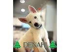 Denahi Husky Puppy Male