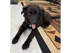 Luna German Shepherd Dog Puppy Female
