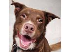 M Australian Shepherd Adult Male