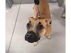 Mac T 30656 Black Mouth Cur Young Male