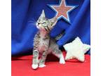 Prowler - 39998 Domestic Mediumhair Kitten Male