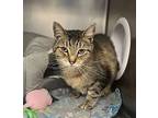 Rex Domestic Shorthair Adult Male
