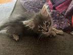 Donut Domestic Mediumhair Kitten Female