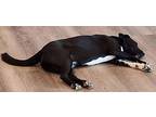 Chip Labrador Retriever Young Female