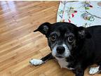 Lily Chihuahua Adult Female