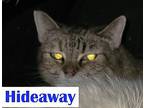 Feral - Hideaway American Shorthair Adult Male