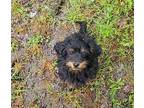 Blossom Puppy Female