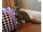 T-Rex Domestic Shorthair Kitten Male