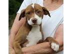 Muze 39920 Labrador Retriever Puppy Female