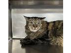 Houdini Domestic Longhair Senior Male