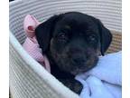 Mystique $475 Labrador Retriever Puppy Female